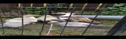 Ducks poultry for sale: Muscovy  - Advert 5