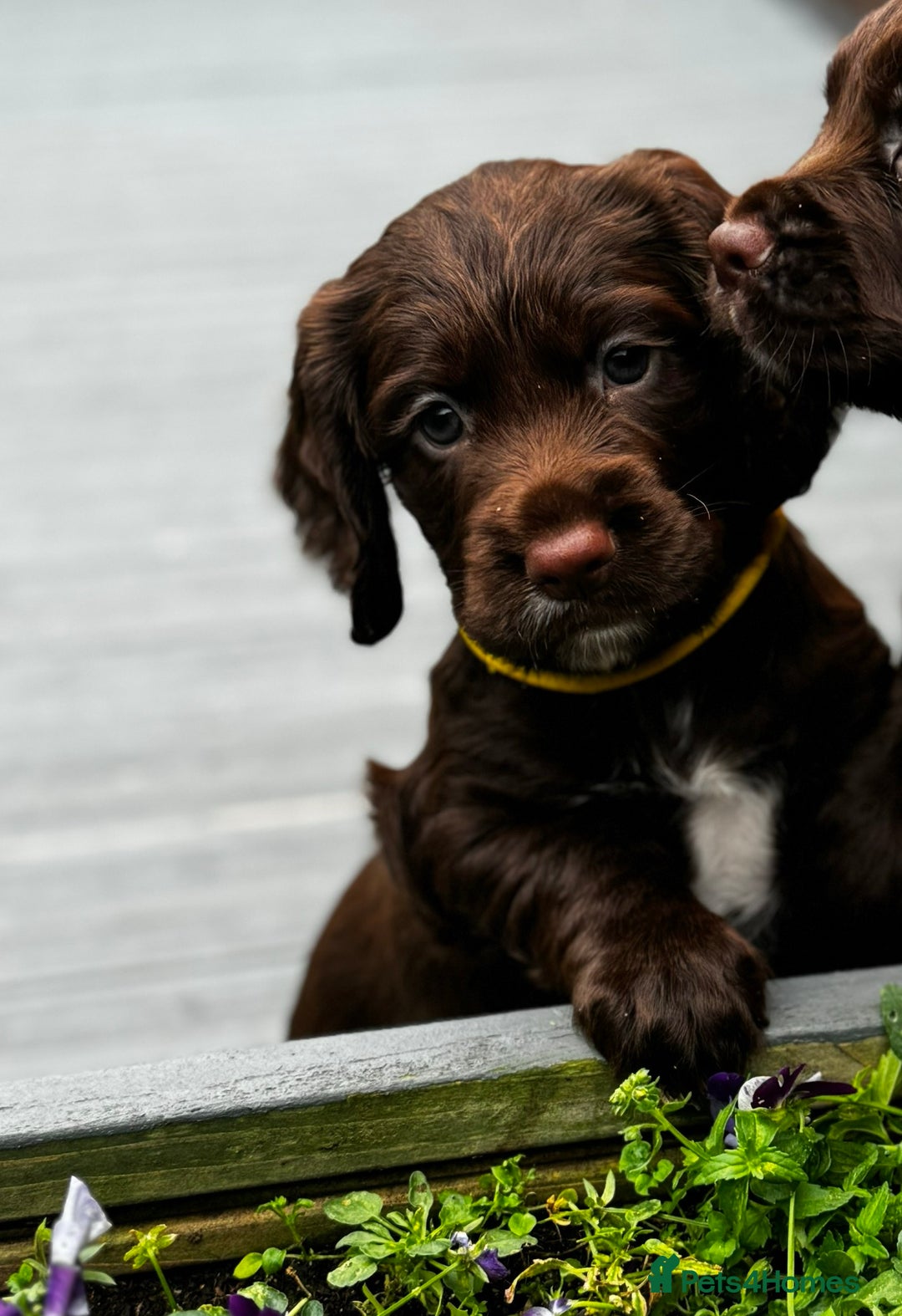 Cocker Spaniel dogs for sale: Last female cocker spaniel available 22/11 - Image 1