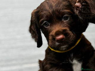 Cocker Spaniel dogs for sale - Advert 1