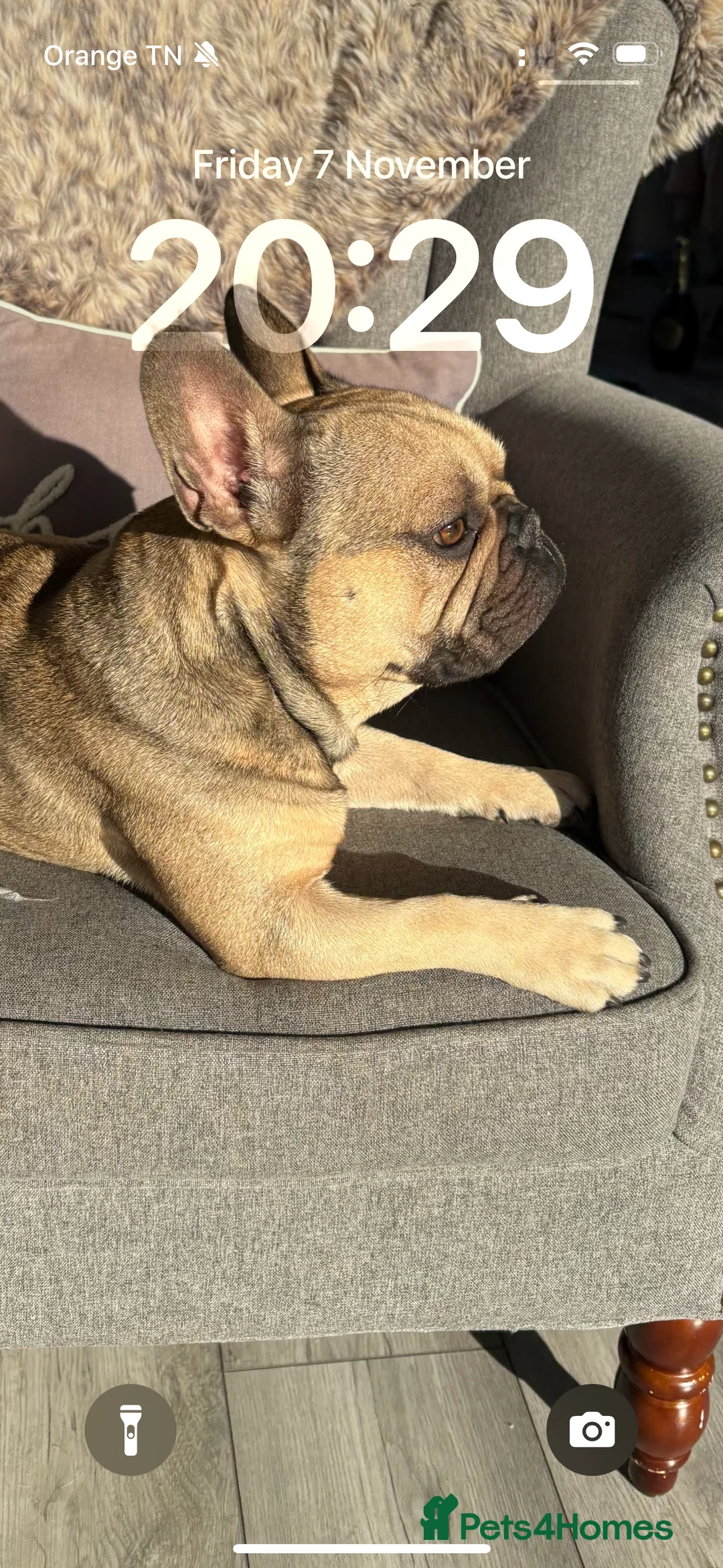 French Bulldog dogs for stud: Enzo is looking for a girlfriend - stud  - Advert 3