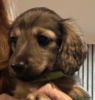 Miniature Dachshund dogs - Advert 12