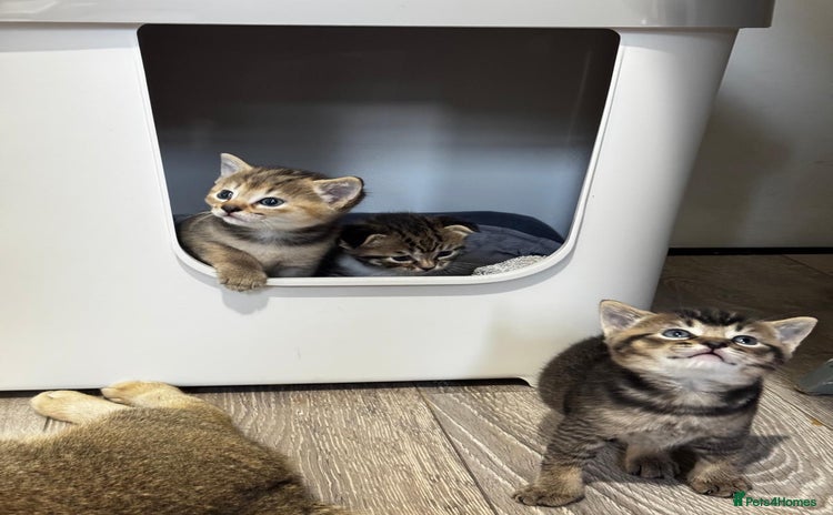 Scottish Fold cats - Advert 4