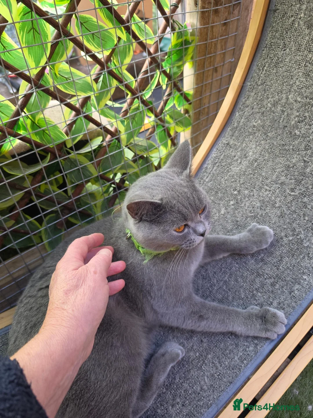 British Shorthair cats for sale: Gccf/tica ready now, blue girls lilac boys - Advert 2