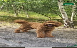 Goldendoodle dogs for sale: Multigenerational Puppies Licensed and Tested  - Image 20