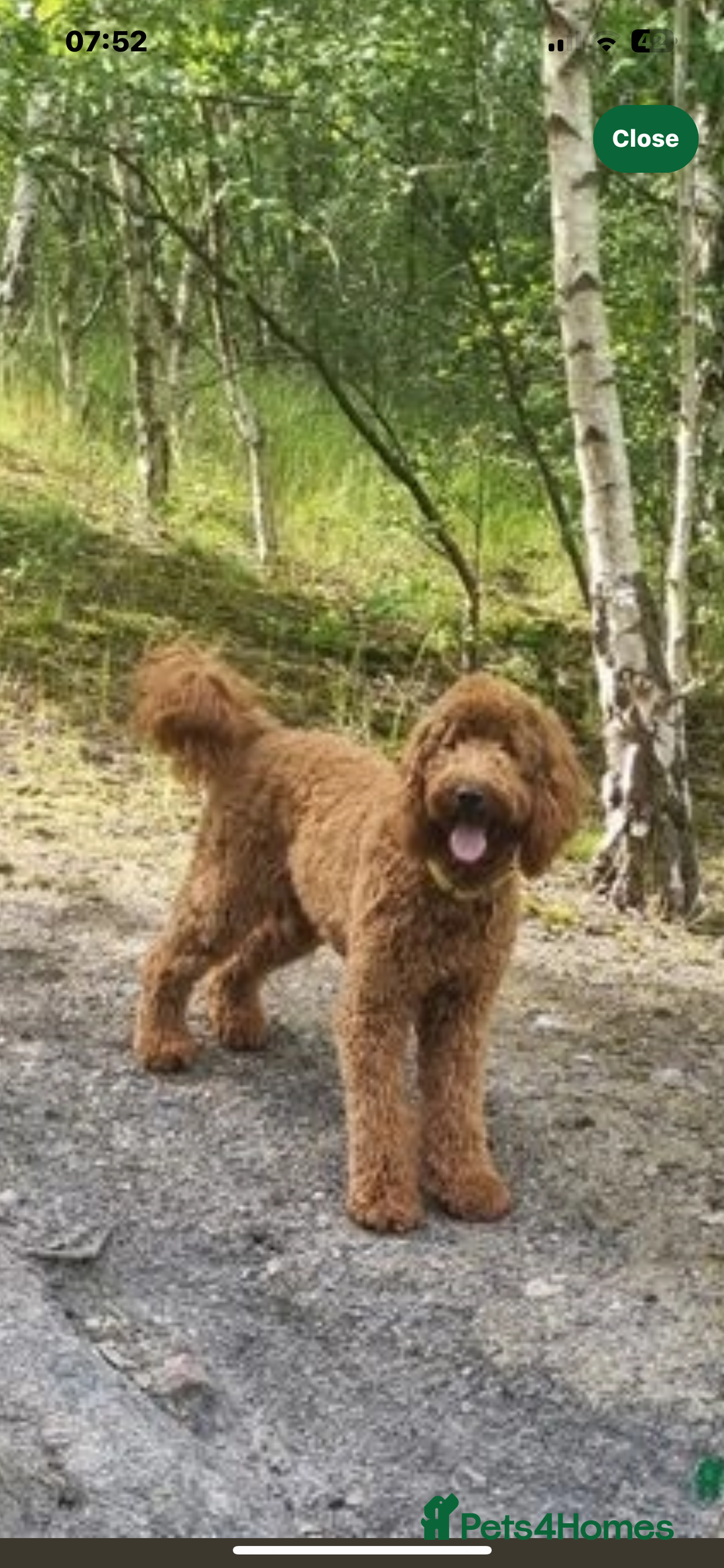 Goldendoodle dogs for sale: Multigenerational Puppies Licensed and Tested  - Image 20