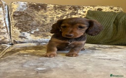 Miniature Dachshund dogs for sale: Miniature dachshund puppies - Image 5