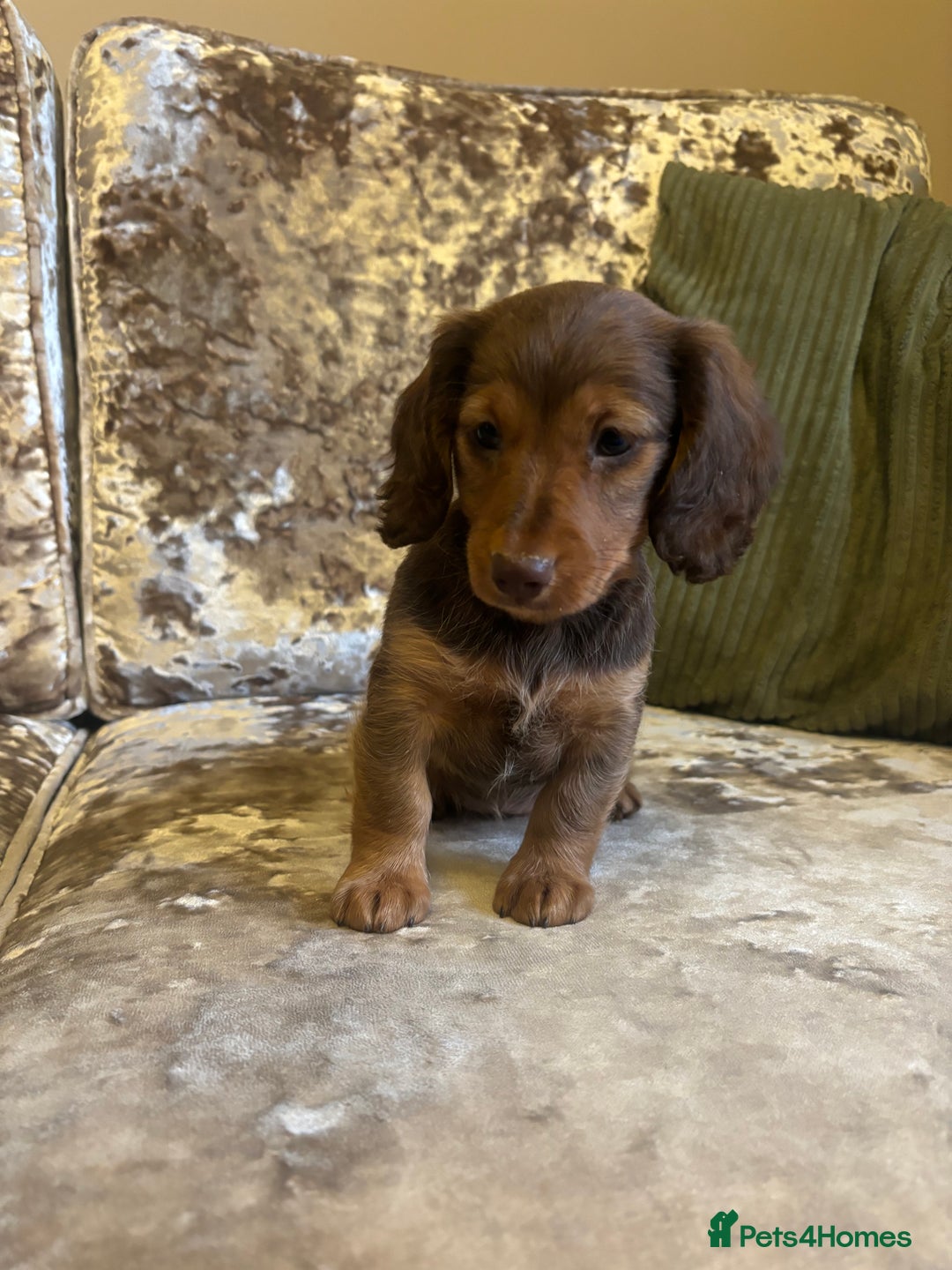 Miniature Dachshund dogs for sale: Miniature dachshund puppies - Image 5