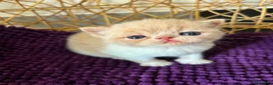 Exotic Kitten 5