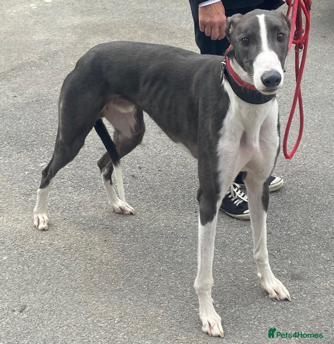 Greyhound dogs for adoption: Stunning boy Samba wants a loving forever home - Image 1