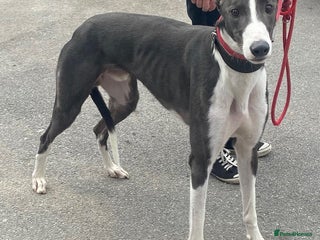 Greyhound dogs - Advert 23