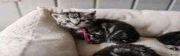British Shorthair cats for sale: Gorgeous British shorthair tabby litter - Advert 27