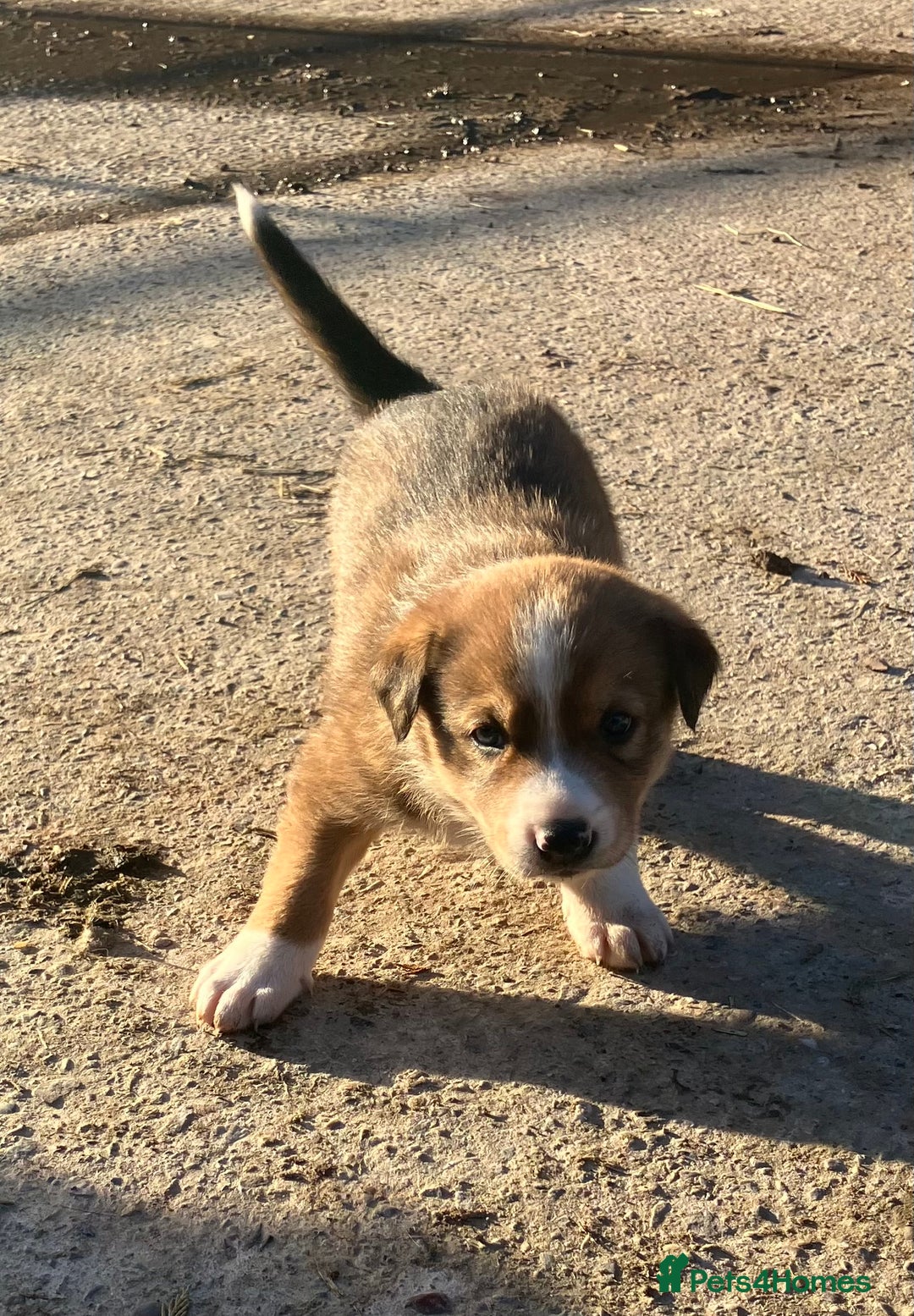 Border Collie dogs for sale: Five beautiful well grown Border Collie pups - Advert 5