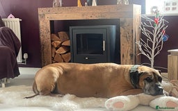 Boerboel dogs for sale: 7 year old male Boerboel for sale  - Image 3