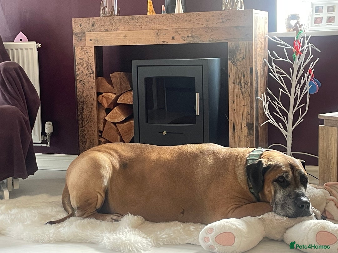 Boerboel dogs for sale: 7 year old male Boerboel for sale  - Image 3