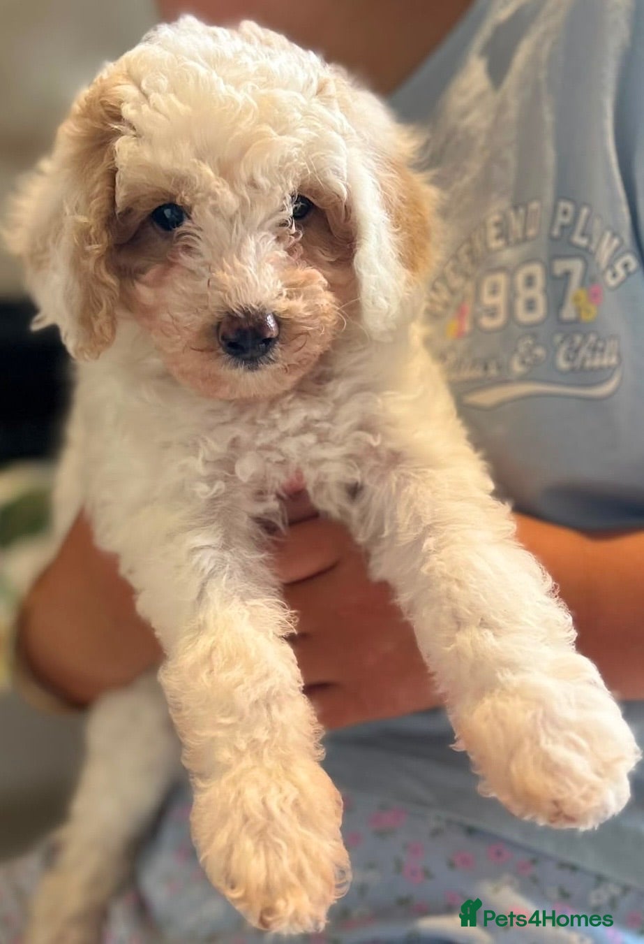 Maltipoo dogs Quality Maltipoo puppy’s girl available  - Advert 17
