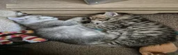 British Shorthair cats for sale: READY NOW GCCF Registered Kittens For Sale - Advert 12