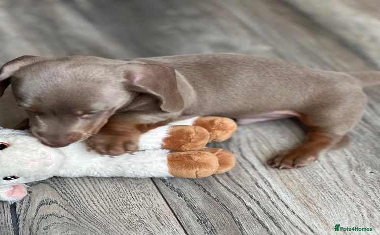 Miniature Dachshund dogs - Advert 1