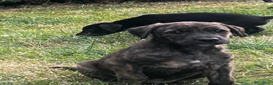 Lurcher 1