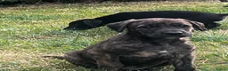 Lurcher dogs for sale: Lurcher in Richmond - Advert 1