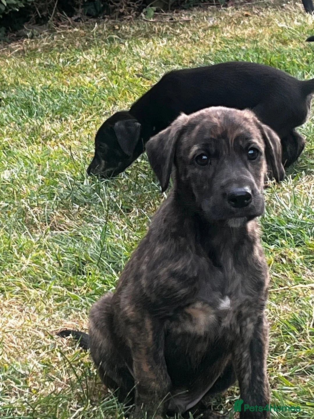 Lurcher dogs for sale: Lurcher in Richmond - Advert 1