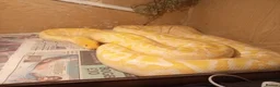 Python Snake reptiles for sale: 2x Albino Burmese Phyton, one male one female  - Advert 7