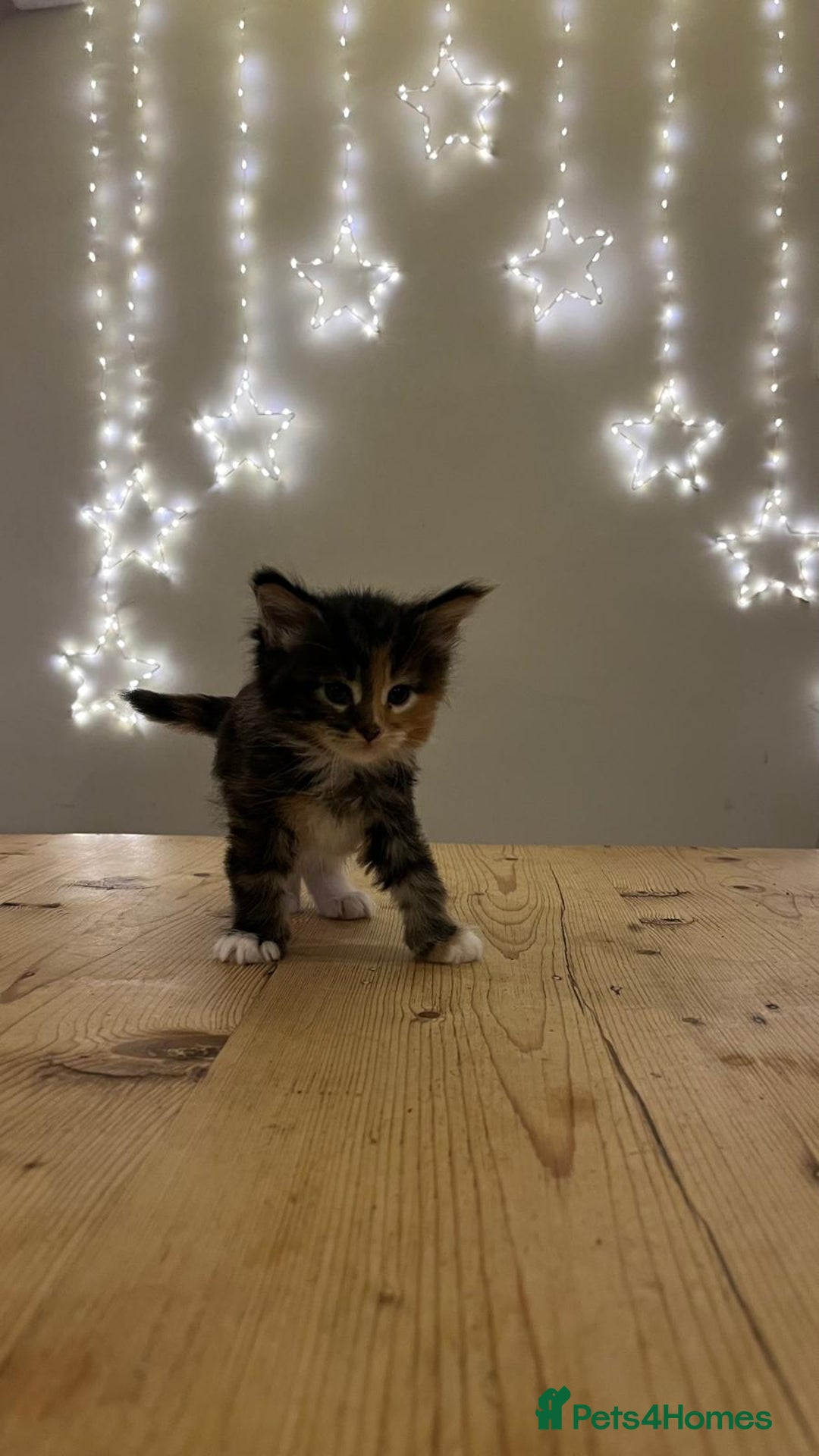 Maine Coon cats for sale: Pedigree Maine Coon Kittens - Advert 14