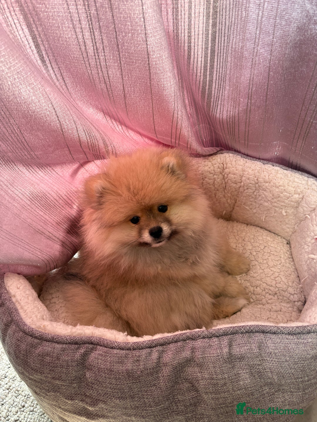 Pomeranian dogs for sale: 1 male, 1 female Pomeranian puppies 3 months old.  - Image 5