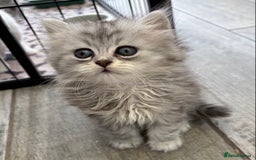 Persian cats for sale: Outstanding litter of Persian x kittens,  - Image 11