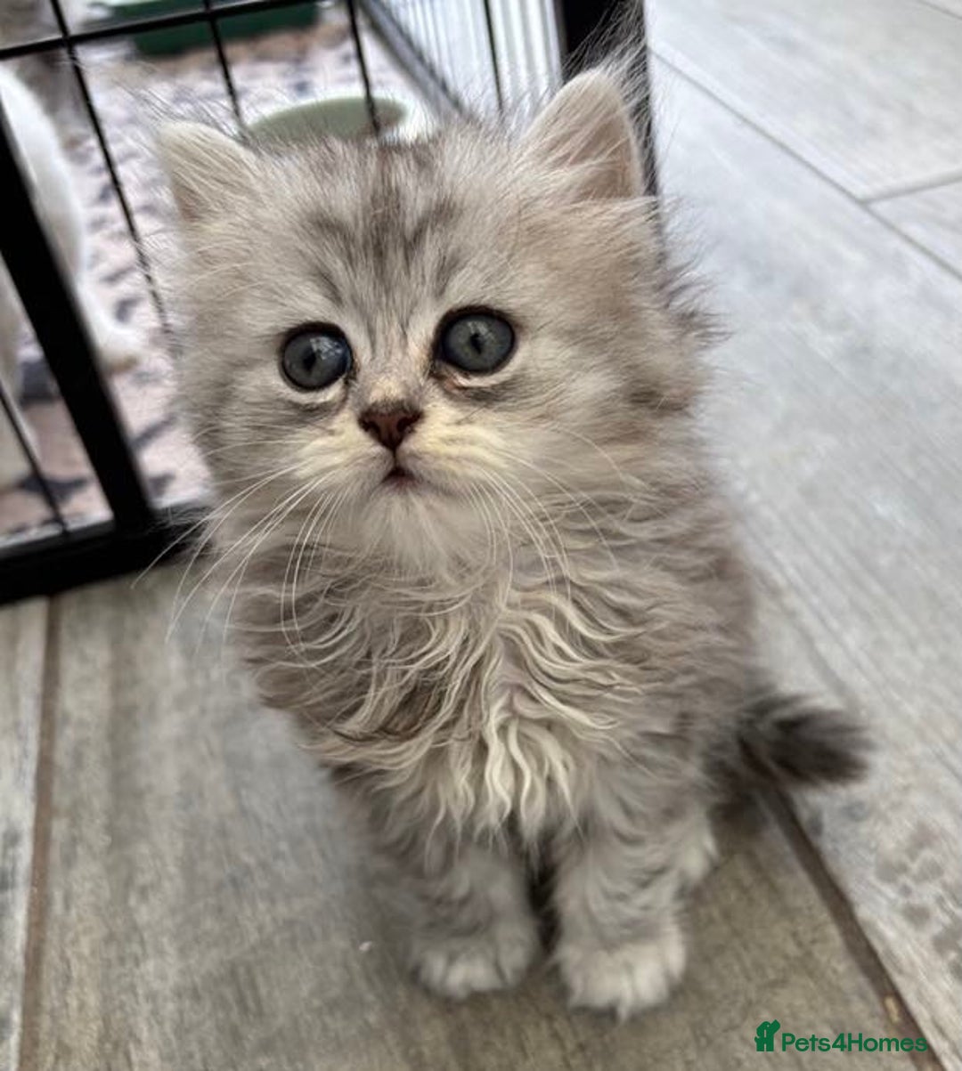 Persian cats for sale: Outstanding litter of Persian x kittens,  - Image 11