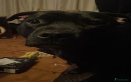 Staffordshire Bull Terrier dogs for stud: Onyx  - Image 2