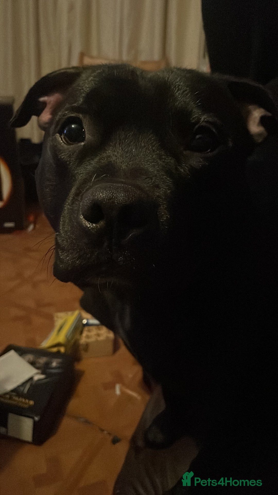 Staffordshire Bull Terrier dogs for stud: Onyx  - Image 2