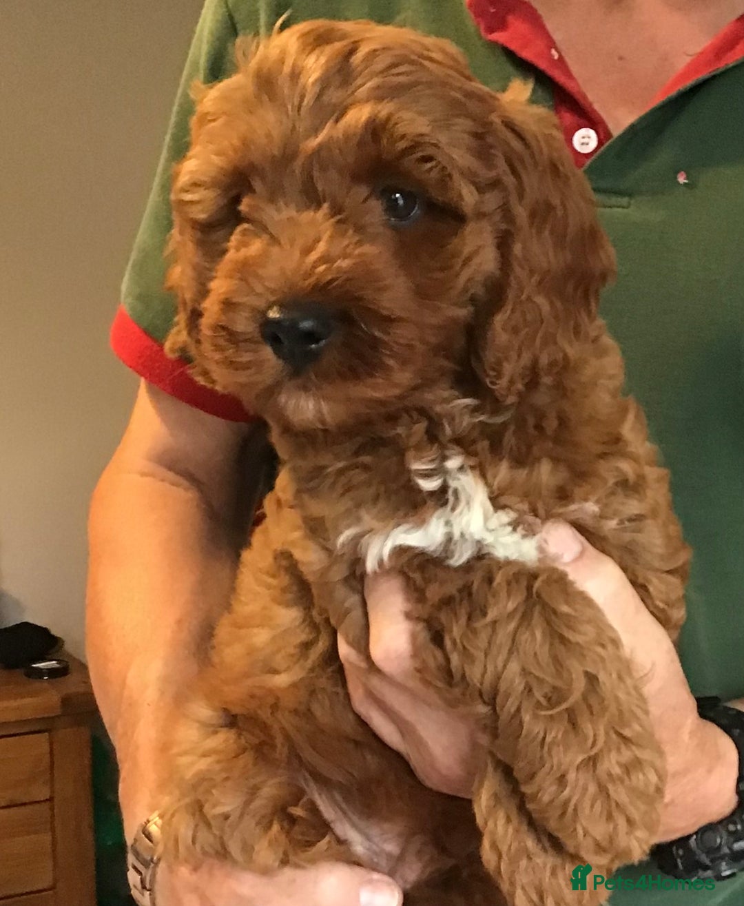 Labradoodle dogs for sale: 5* F1B Mini Labradoodles - health tested  - Image 6