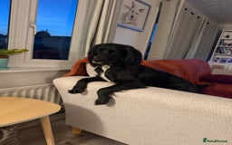 Sprocker dogs for sale: Charlie an energetic and friendly boy.  - Image 8