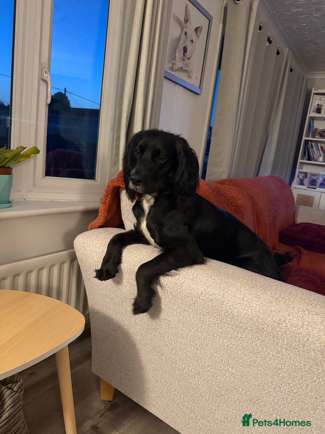 Sprocker dogs for sale: Charlie an energetic and friendly boy.  - Image 8