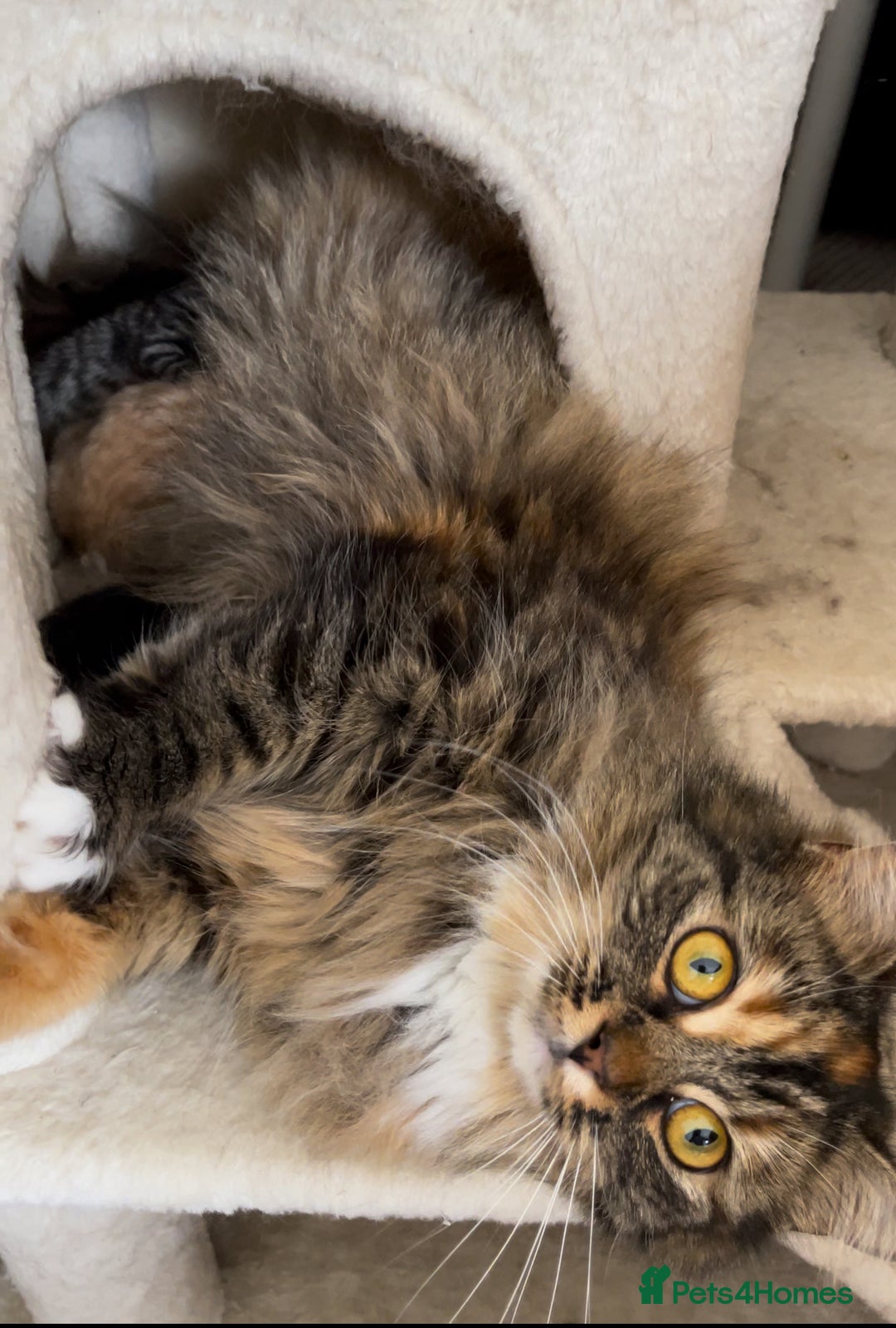 Mixed Breed cats for sale: 4Adorable Longhair Kittens-ready late Sep - Image 20