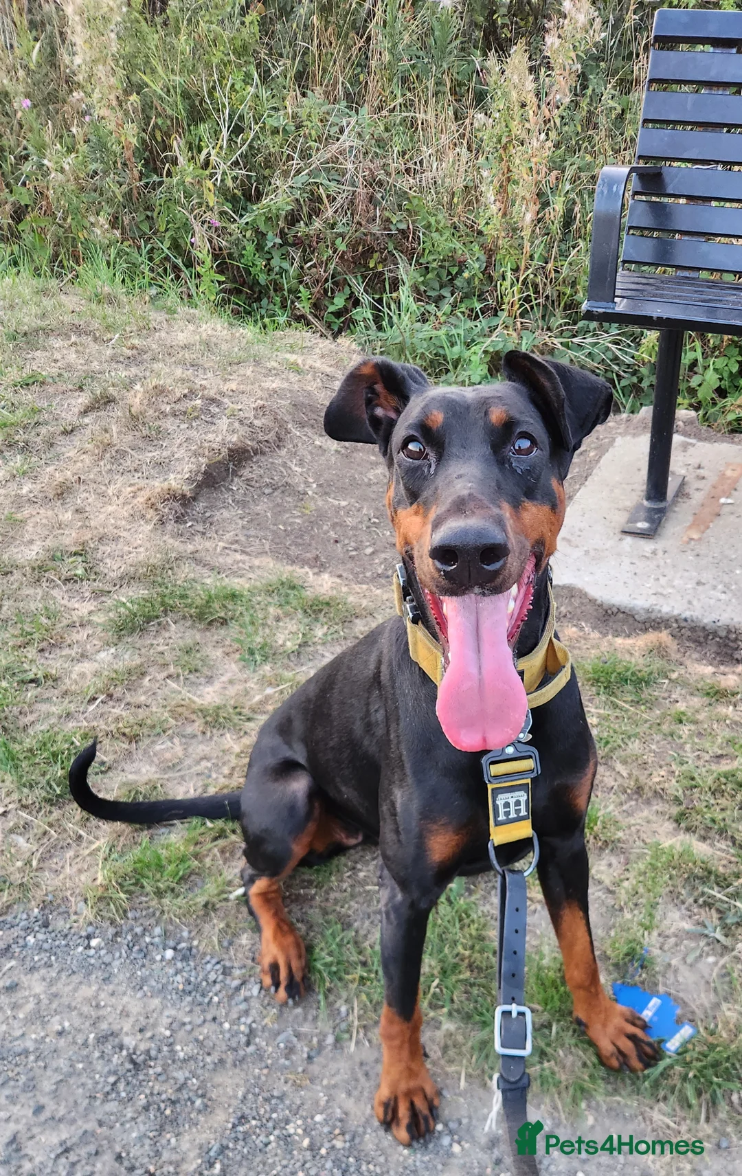 Dobermann dogs for sale: 4 EXCEPTIONALLY WELL BRED FEMALES ( REBEL X COLT) - Advert 2