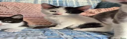 British Shorthair cats for sale: Kittens in Coventry - Advert 10