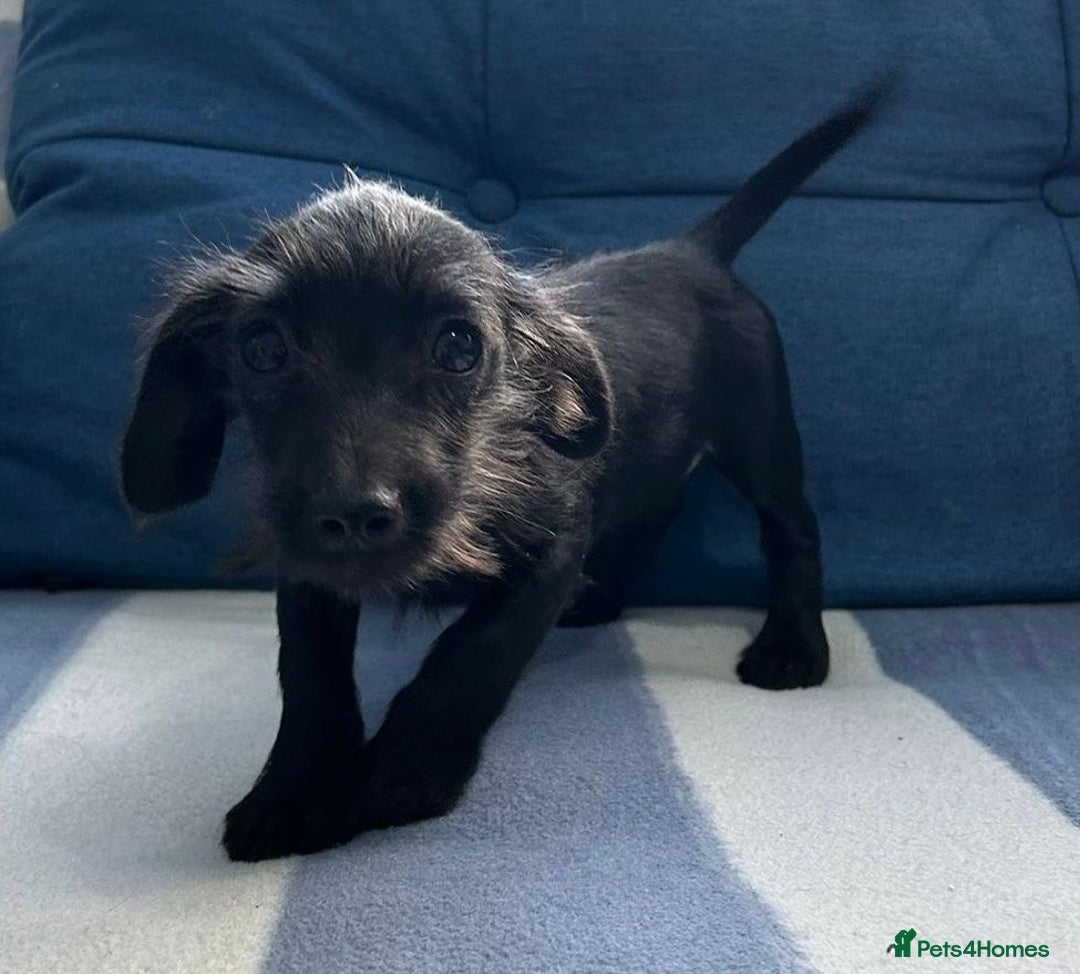Mixed Breed dogs for sale: READY NOW SCHNOXIES (MINI DAXI X MINISCHNAUZER) - Image 5
