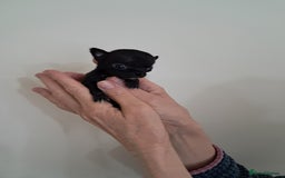 Chihuahua dogs for sale: SMALLEST on the market KC reg chihuahua girls - Image 5