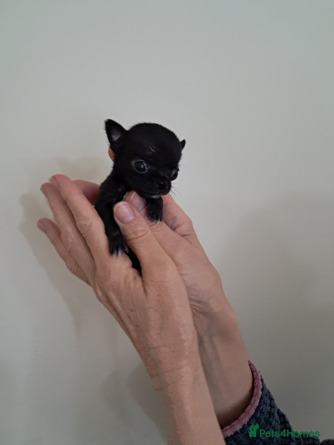 Chihuahua dogs for sale: SMALLEST on the market KC reg chihuahua girls - Image 5
