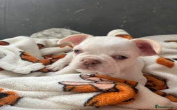French Bulldog dogs for sale: QUALITY FRENCH BULLDOGS  - Image 4