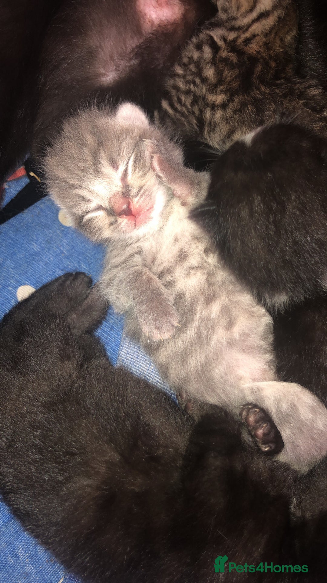 Mixed Breed cats for sale: 7 beautiful Kittens Looking for Forever homes - Image 8