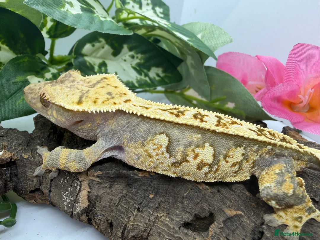 Gecko reptiles for sale: Crested gecko collection for sale  - Advert 16