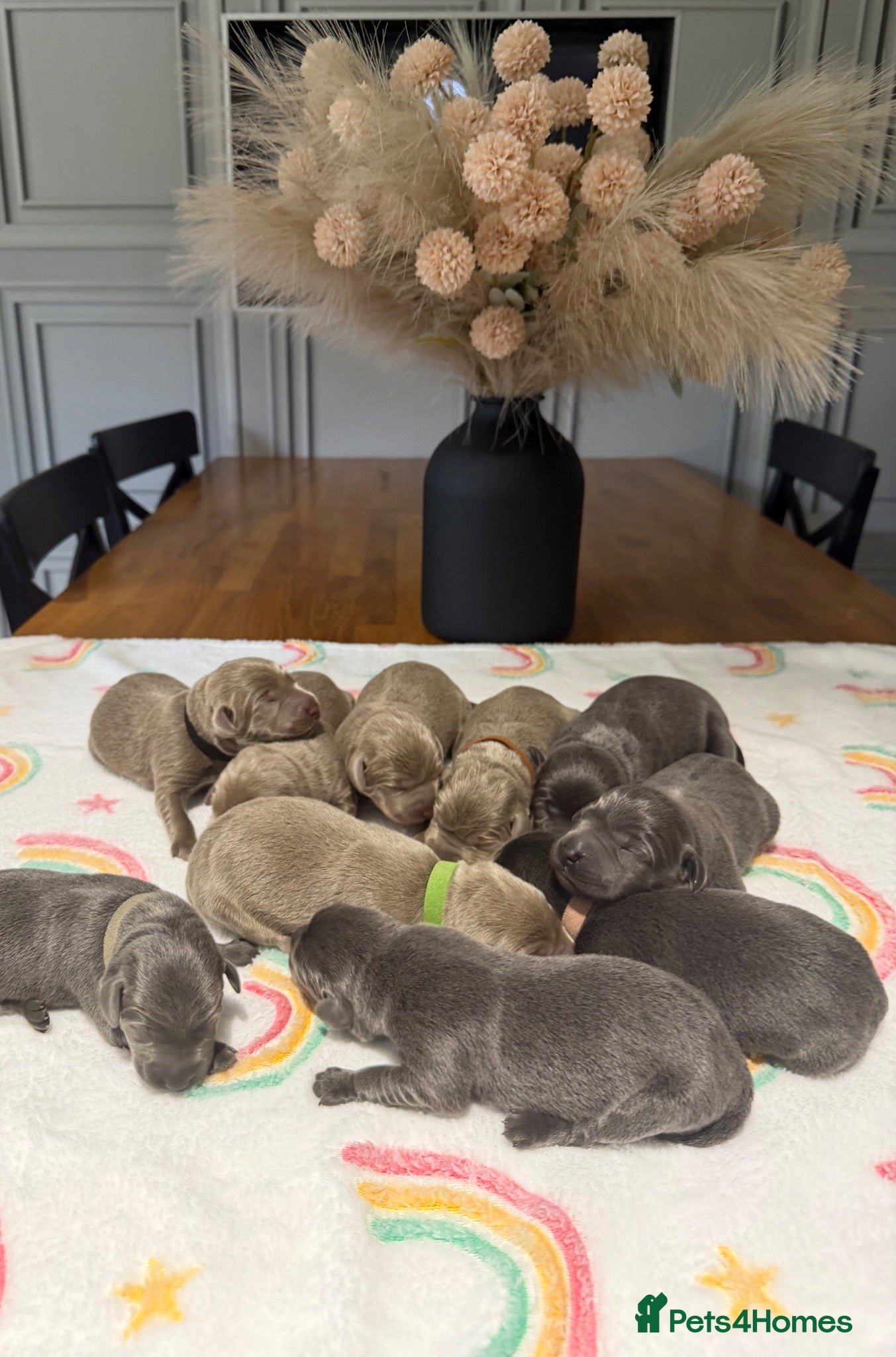 Labrador Retriever dogs Stunning Silver/Charcoal Labrador pups - Advert 1
