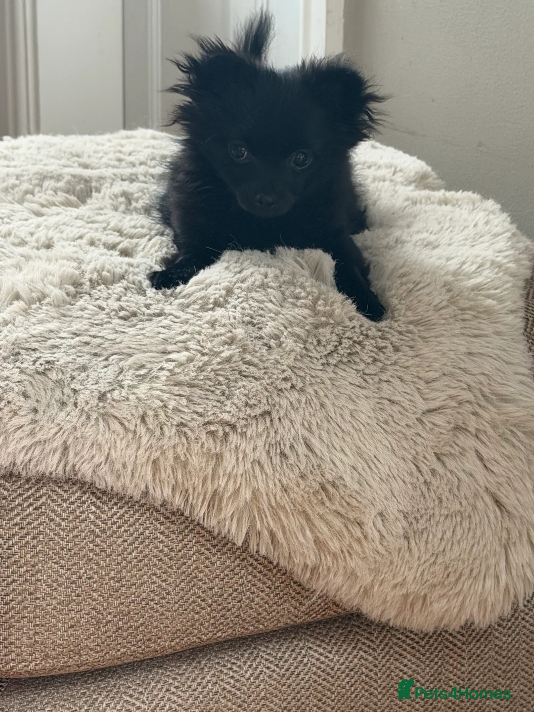 Pomchi dogs for sale: Pomchi black girl  in Bishop Auckland - Advert 6