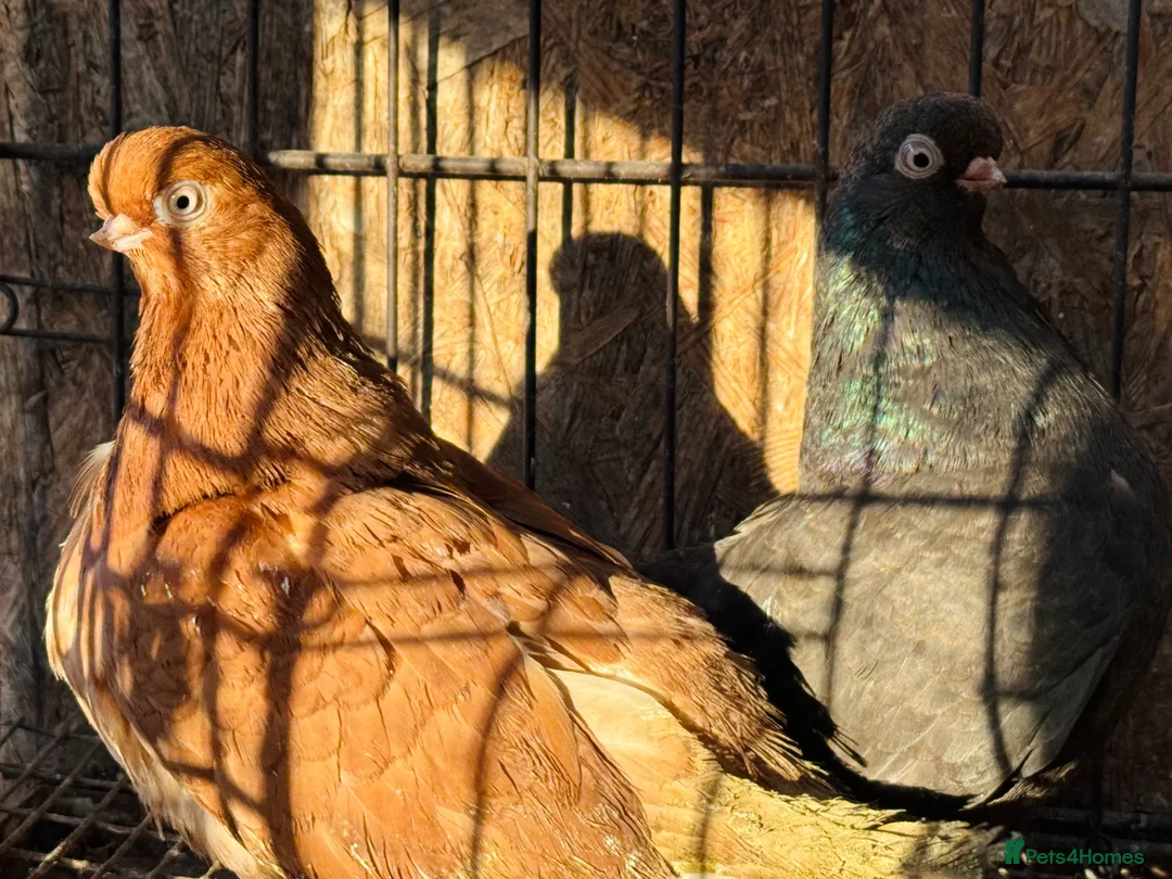 Pigeons birds for sale: RARE ENGLISH SHORTFACE TUMBLERS - Advert 17