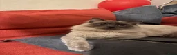 Ragdoll cats for sale: ⭕️Loki⭕️⭕️ - Advert 11