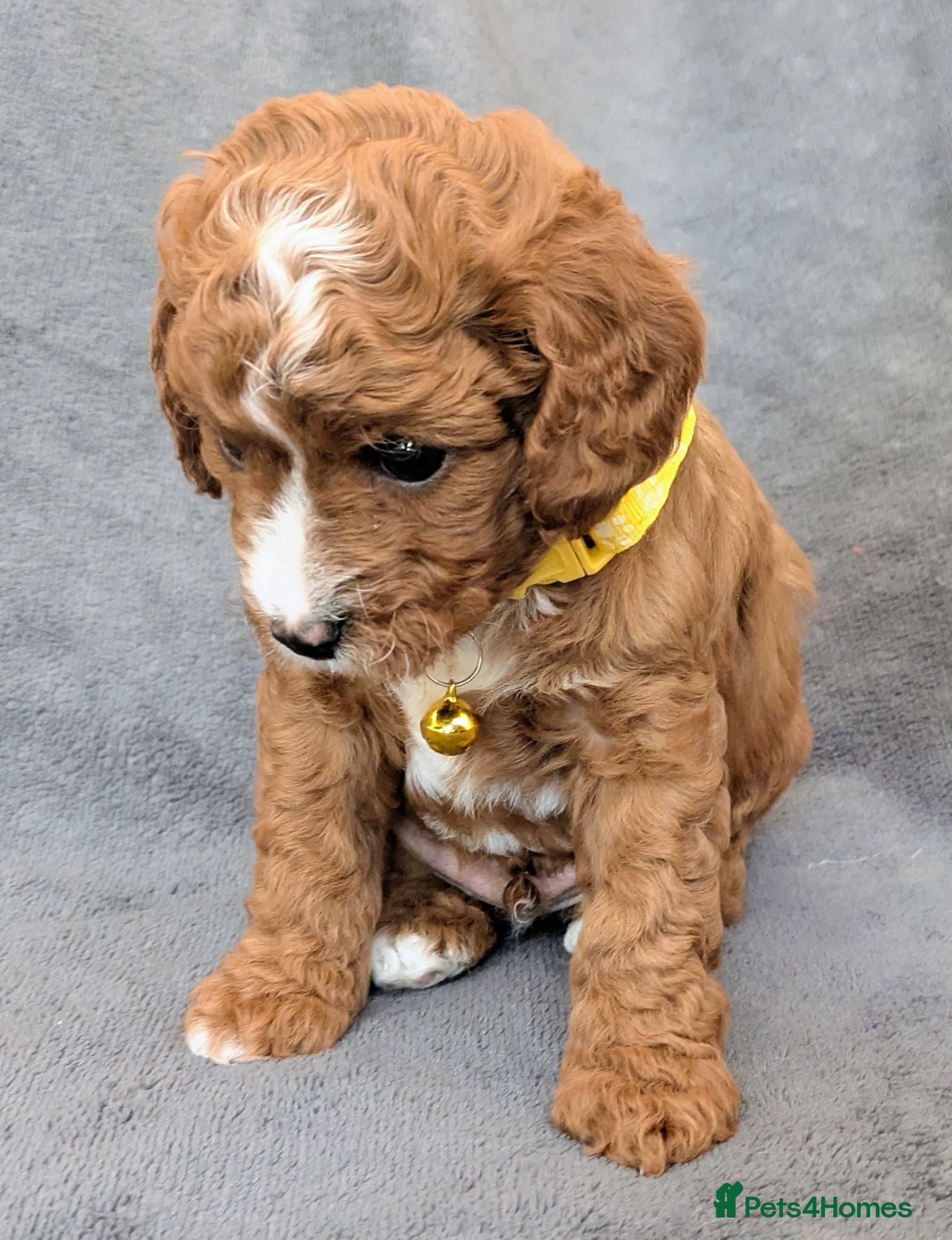 Cavapoo dogs ONLY ONE BOY PUPPY LEFT, price open to negotiation - Advert 2