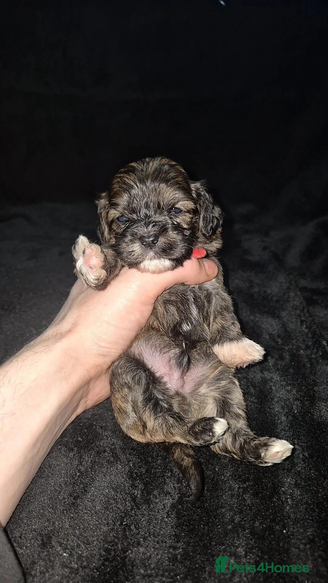Cava Tzu dogs for sale: Cava-Tzu pups - Advert 24