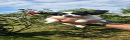 Chihuahua dogs for sale: Energetic Chihuahua puppies  - Advert 5